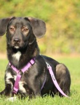 Hallo zusammen! Ich bin Quila! - Hagen (Stadt der FernUniversität)