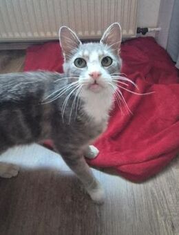 netter Fundkater Sheldon aus Lorch - Geisenheim