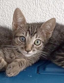 Lebensfroher Katzenjunge Pum - Karlsruhe