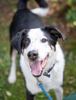 Buddy, der ideale Familienhund - Neuhausen (Spree)