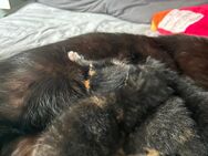 3 Baby Katzen für jeweils 140€ zu Verkaufen - Büdelsdorf