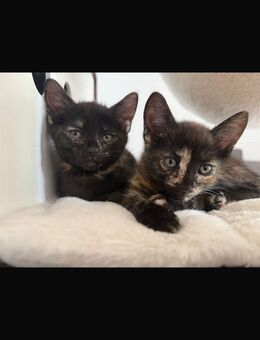 Zwei kleine Katzenbabys suchen gemeinsam ihr Für-immer-Zuhause 🐾 - Darmstadt