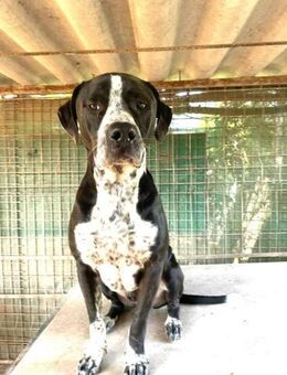 SPIKE - ein toller Hund.......... - Kempen