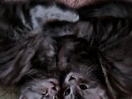 Noch ein Reinrassiges Maine coon Mädchen sucht ihre Familie - Hohenroda