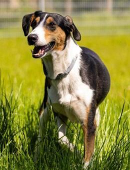 Bobi 💗 wartet in 99718 Greussen - Hamburg