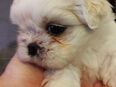 Weiße Shih- Tzu Hündin in 28816