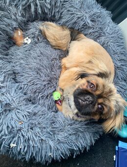 Pekinese sucht Zuhause - Frankfurt (Main) Niederrad