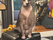 Super süße Sphynx Katze kastriert abzugeben - Neufeld