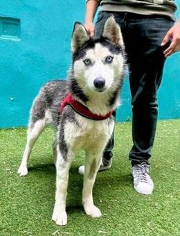 Ube - katzenfreundlich & tapfer - Koblenz