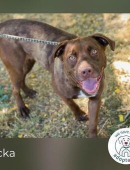 Flicka: Sanfte Seele sucht ihr Glück - Kirchzell