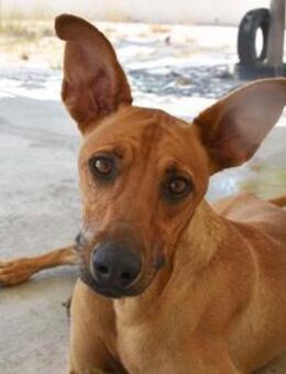 Miky toller Junghund Mr - Ludwigshafen (Rhein)