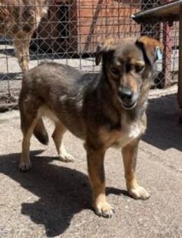 Renee - Pflegestelle oder Zuhause gesuch - Oberwies