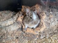 Degu Sammy - Leopoldshöhe