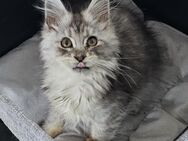 Mainecoon Katerchen "Drago" - Bestwig