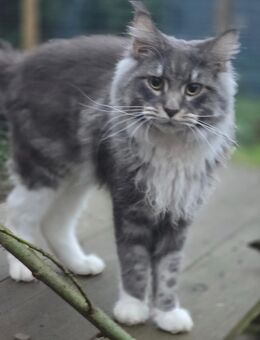 Maine Coon Kater Tabby - Herzberg (Harz)
