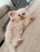 Britisch Kurzhaar Kitten in 8134