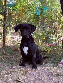 Hebron - lieber Kerl möchte ankommen! - Köln
