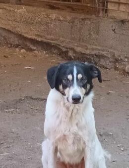 Monty - ist bei Dir mein Zuhause ? - Langenhagen