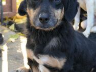 Benny - Rollihund sucht Zuhause - Kallmünz