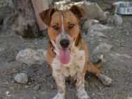 George - Zuhause gesucht - Duisburg
