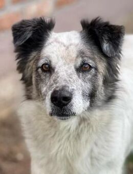 Spirit - Lieber Rüde sucht Zuhause - Berlin