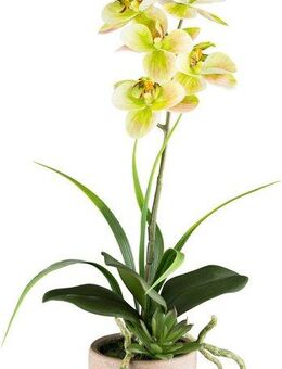Kunstorchidee Orchidee Phalaenopsis, Creativ green, Höhe 45 cm, mit Sukkulenten und Graszweigen arrangiert