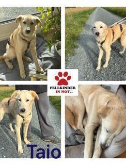 Taio junger Retriever Mischlings Rüde - Margetshöchheim