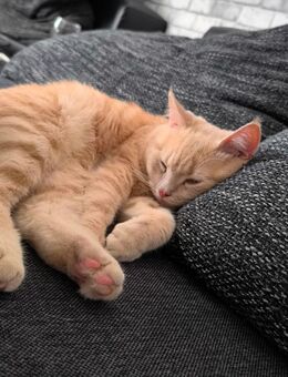 Verspielter Kater (7 Monate) sucht neues Zuhause – inkl. Zubehör - Gelsenkirchen