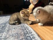 BKH Kitten Baby Katzen - Fuldabrück