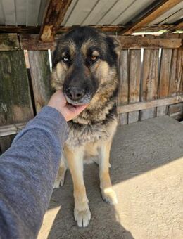 Lucky - hat Angst vor der Leine - Dreikirchen