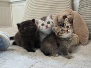 BKH Kitten reinrassige - Bad Oldesloe