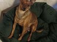 Zwergpinscher Rüde, freundlich,4 Jahre , kastriert, sucht liebevolles Heim in 21789