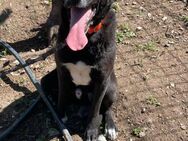 🧡Neugieriger Ben sucht dich🐶✨ - Eislingen (Fils)