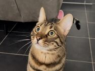Bengal-Russisch-Blau Kater Chiko (1,5 Jahre) sucht liebevolles Zuhause - Delmenhorst