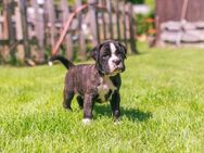 5 Boxerwelpen - Wester-Ohrstedt