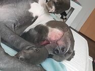 American Staffi Terrier Hündin in gute Hände abzugeben - Gera