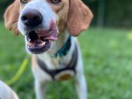 Herzenshund Tobi sucht Dich! - Hamburg
