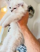 BLH männlich Kätzchen sucht sein neues Zuhause in 10318