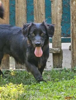 Trixi- Familie gesucht - Nürnberg