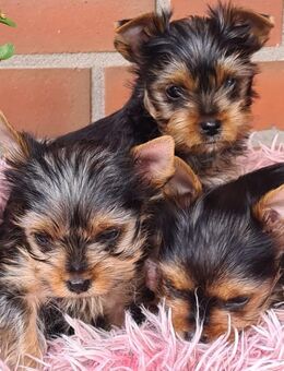 Reinrassige Yorkshire-Terrier mit Ahnentafel - Garrel