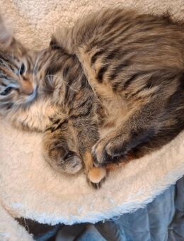 Katzen Maine Coon Mix W - Renchen