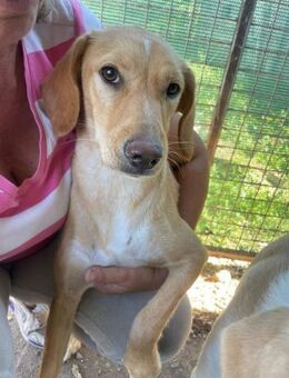 Schüchterne Sira sucht ihr Zuhause - Hamburg