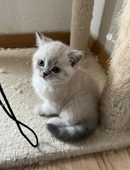 BKH kitten - Augsburg