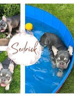 SEDRICK PP Süßer Youngster sucht euch - Neustadt (Rübenberge)