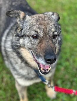 Puh ist souverän, bescheiden und so lieb - Karben