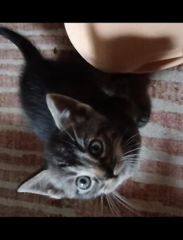 Kitten / Kätzchen / Kater suchen - Ebersbach-Neugersdorf Neugersdorf