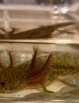 Axolotl - Freiberg (Neckar)