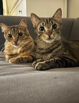 2 EKH Kater suchen ganz dringend ein neues Zu Hause - Duisburg