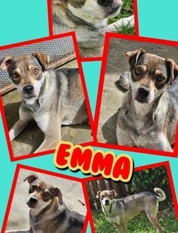 Hündin Emma bald auf Pflegestelle - Nürnberg