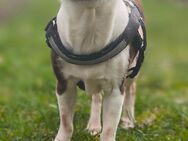 Chihuahua Hündin 8 Jahre - Nideggen